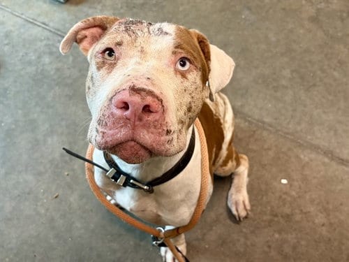 Photo of Stuart, adoptable Catahoula Leopard Dog in Tavares, Florida