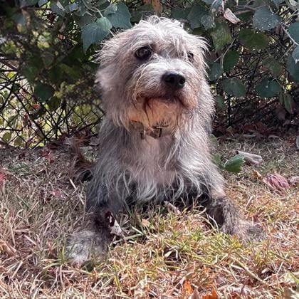 Photo of Ruffles, adoptable Terrier/Mix