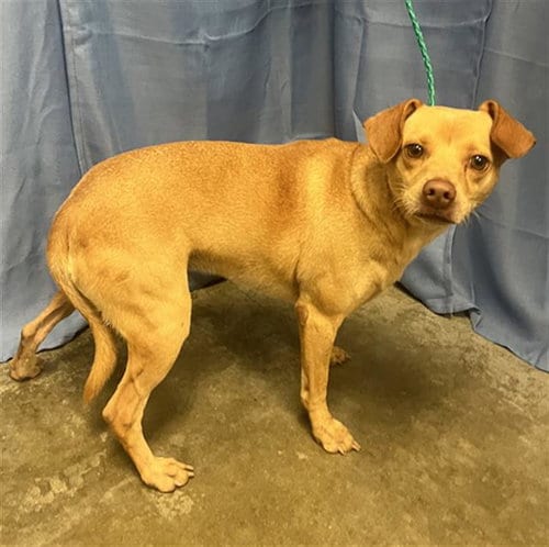 Photo of Drake, adoptable Chihuahua in Rosenberg, Texas
