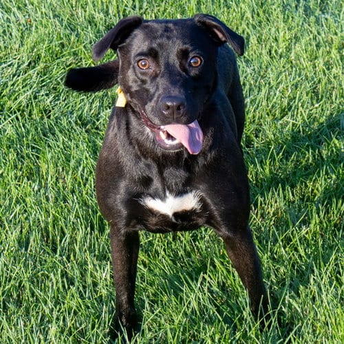 Photo of Moxxi, adoptable Labrador Retriever in Maryland, Missouri