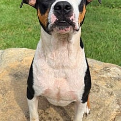 Photo of Tangelo, adoptable Hound (Unknown Type) Mixed Breed (Medium) in Burnsville, North Carolina