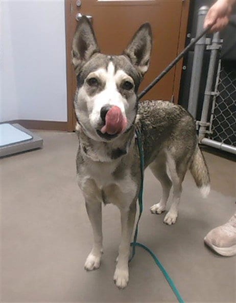 Photo of Noah, adoptable Siberian Husky in Phoenix, Arizona