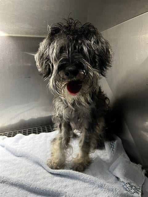 Photo of Baxter, adoptable Miniature Schnauzer in Fort Myers, Florida