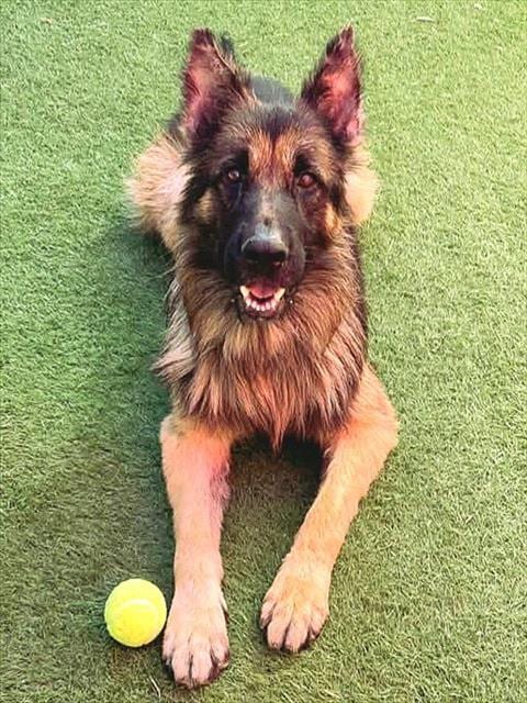 Photo of Rubues Hagrid, adoptable German Shepherd Dog in Sacramento, California