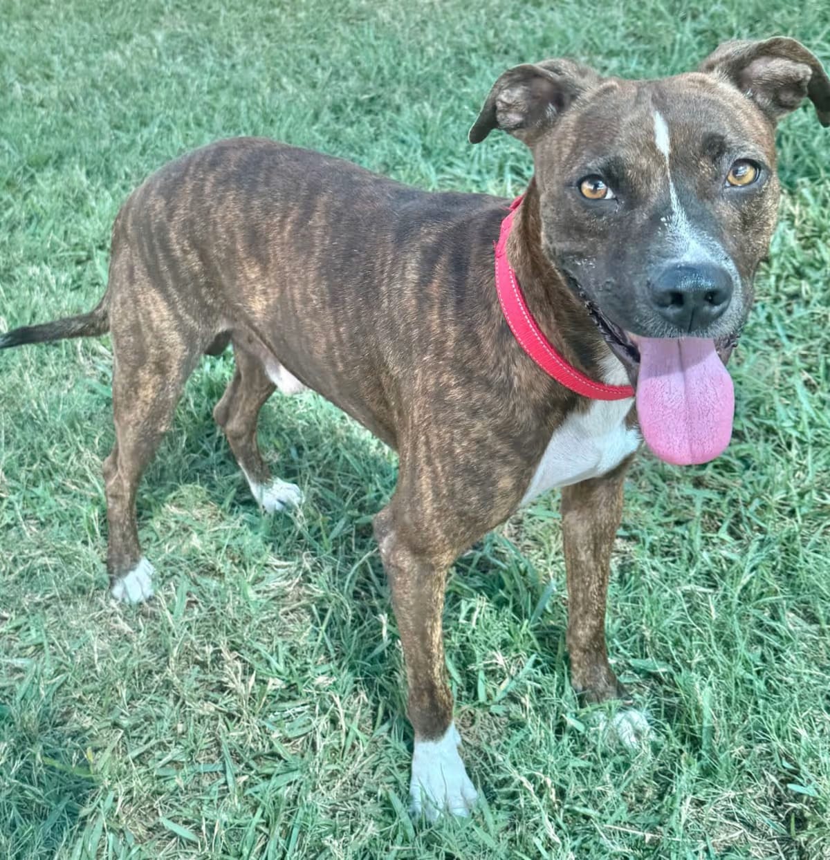 Photo of Oregon, adoptable Setter (Unknown Type) in Dickinson, Texas