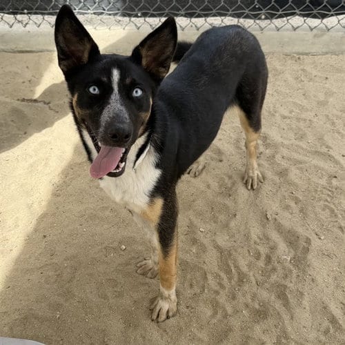 Photo of Naula, adoptable Siberian Husky in Thousand Palms, California