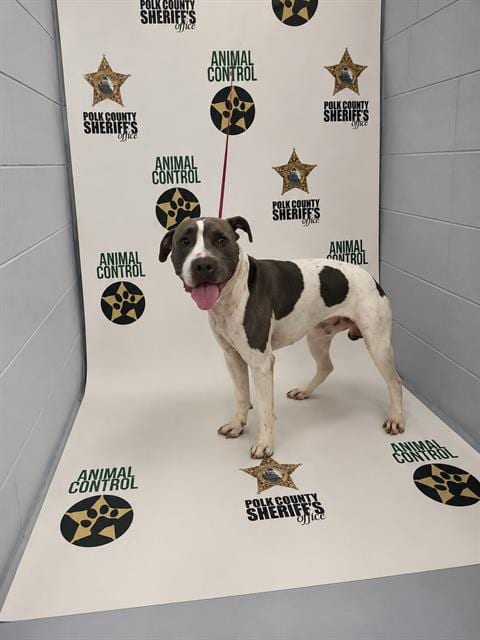 Photo of A1281556, adoptable Chinese Shar-Pei in Winter Haven, Florida