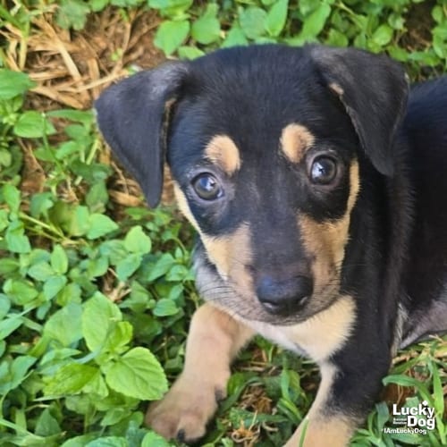 Photo of Apolo, adoptable Labrador Retriever in Washington, District of Columbia
