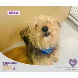 Photo of Oreo, adoptable Yorkie, Yorkshire Terrier Bichon Frise in Eighty Four, Pennsylvania