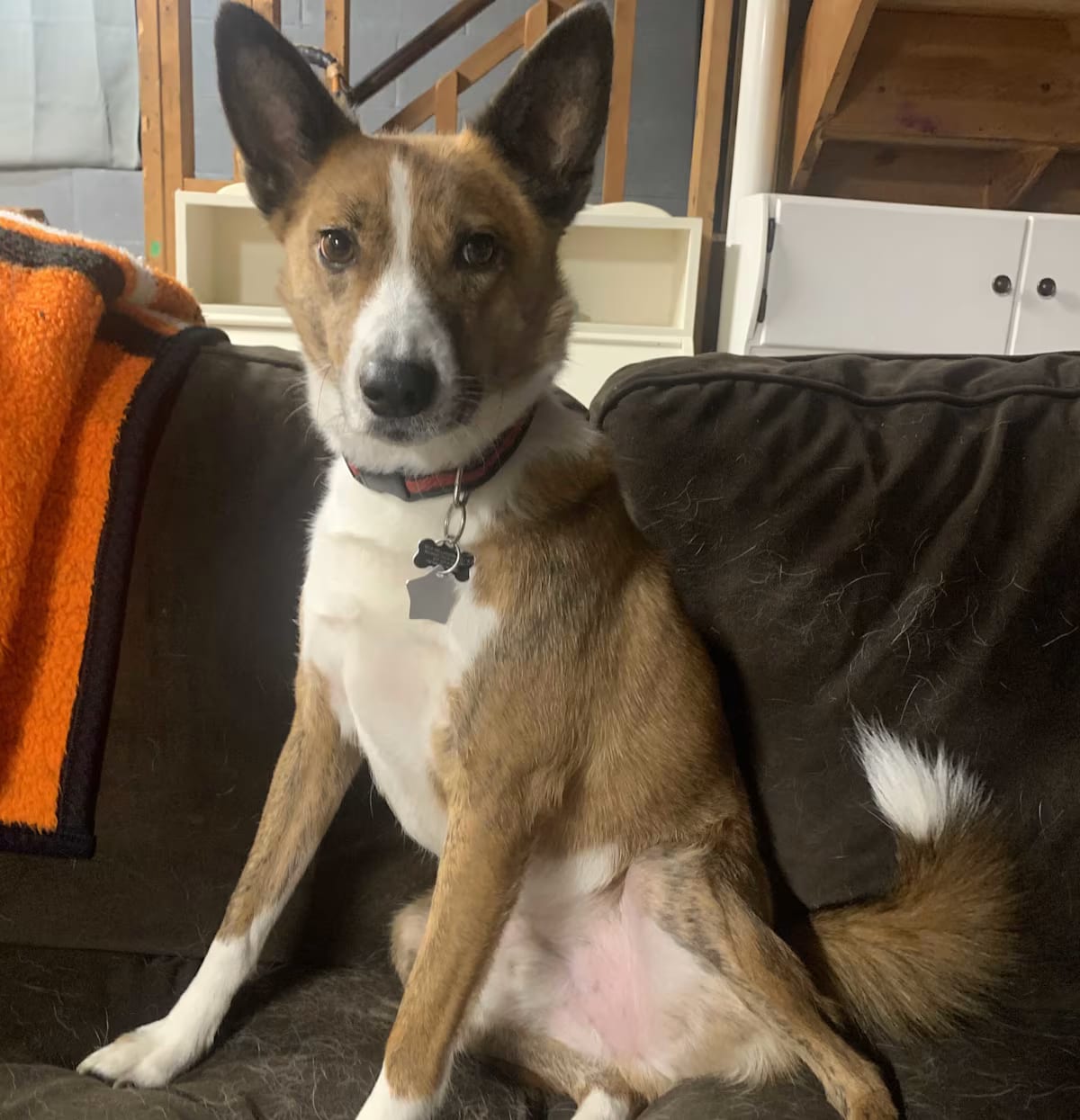 Photo of Toby, adoptable Basenji in Harrison, New York