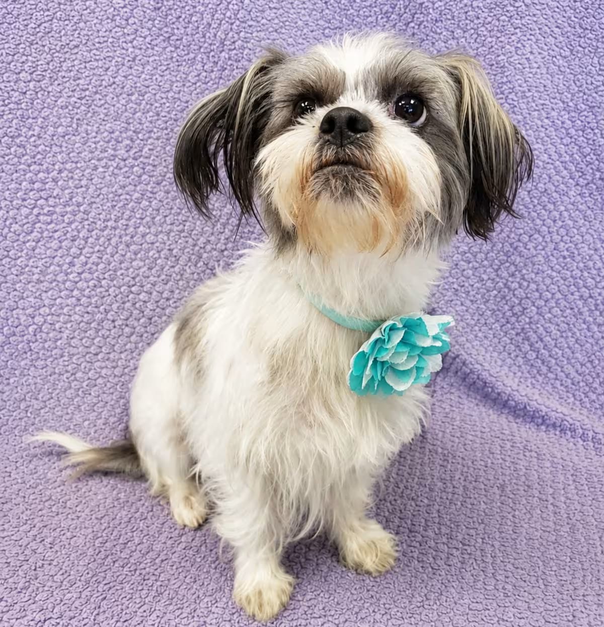 Photo of Minnie, adoptable Shih Tzu in Lodi, California