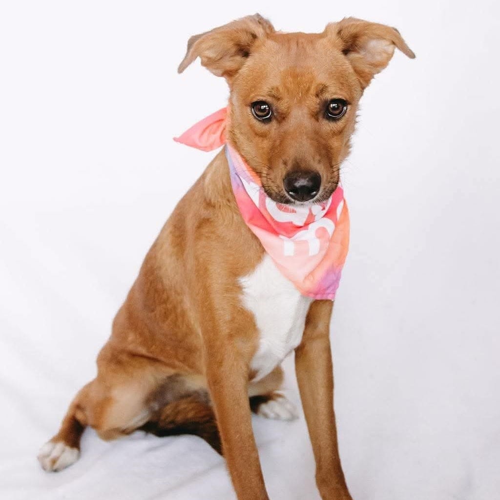 Photo of Susan *Arriving 10/24* D12759, adoptable Beagle / Retriever, Labrador in Princeton area, Minnesota