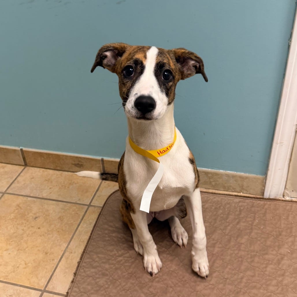 Photo of Hadley, adoptable Hound / Mixed Breed (Medium) in Columbus, Georgia