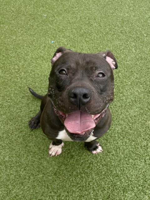 Photo of Vander, adoptable American Pit Bull Terrier in Derwood, Maryland