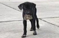 Photo of A663039, adoptable German Shepherd Dog in Houston, Texas
