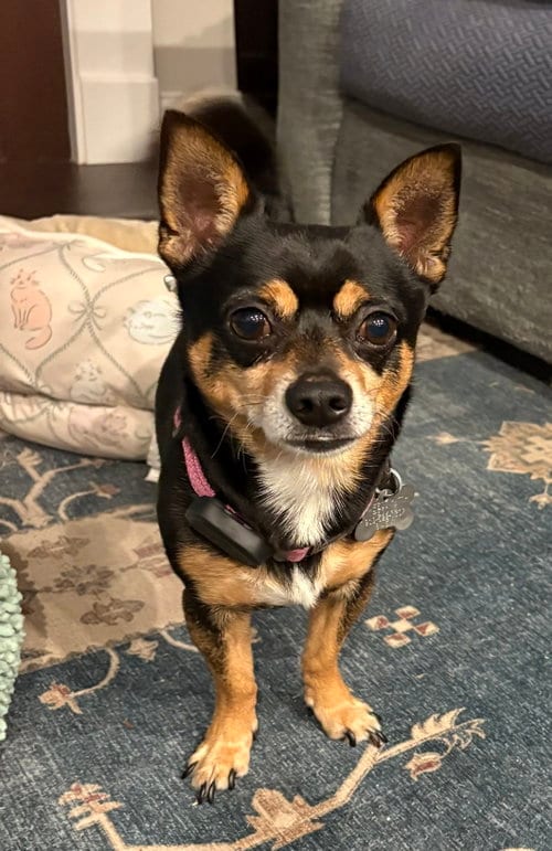 Photo of Blaze, adoptable Chihuahua in Holly Springs, North Carolina