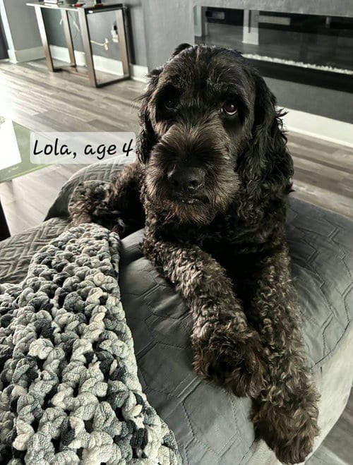 Photo of Lola 1531, adoptable Golden Retriever in Bonita Springs, Florida