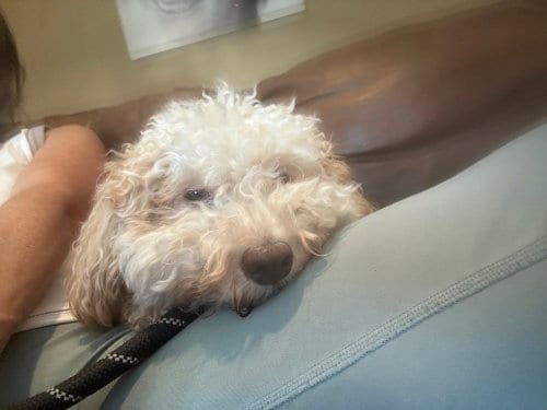 Photo of Jax, adoptable Poodle (Miniature) in San Diego, California