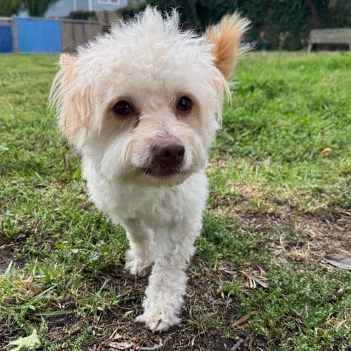 Photo of Hamlet, adoptable Maltese in Oakland, California