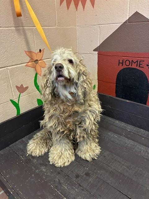 Photo of Echo, adoptable Cocker Spaniel in Castaic, California