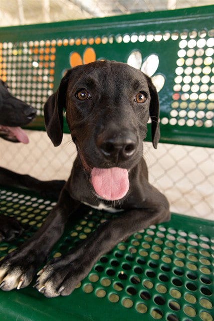 Photo of Rosey, adoptable Labrador Retriever in Miami, Florida