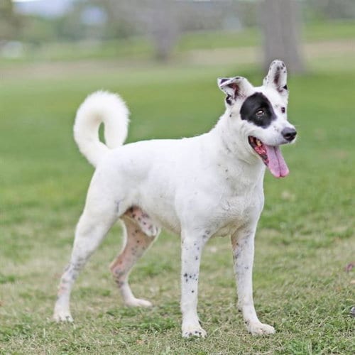 Photo of Bud, adoptable Australian Cattle Dog/Blue Heeler in Albuquerque, New Mexico