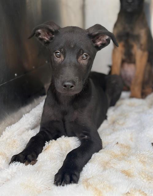 Photo of Pancake, adoptable Belgian Shepherd Malinois in Fairfield, California