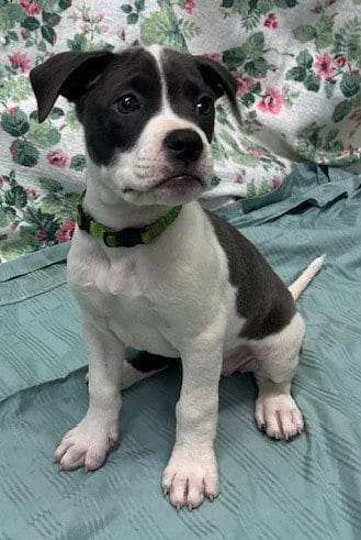 Photo of Mymom, adoptable American Bulldog in Wetumpka, Alabama