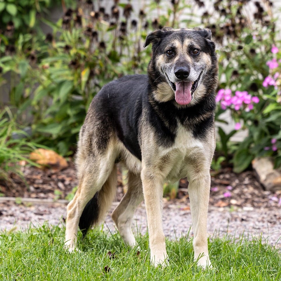Photo of Ollie, adoptable Shepherd, German / Mix in Council Bluffs, Iowa