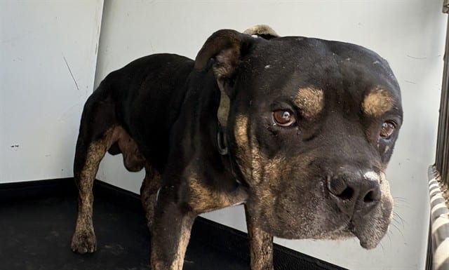 Photo of Senior Rottweiler mix, adoptable Rottweiler mix in Bakersfield, California