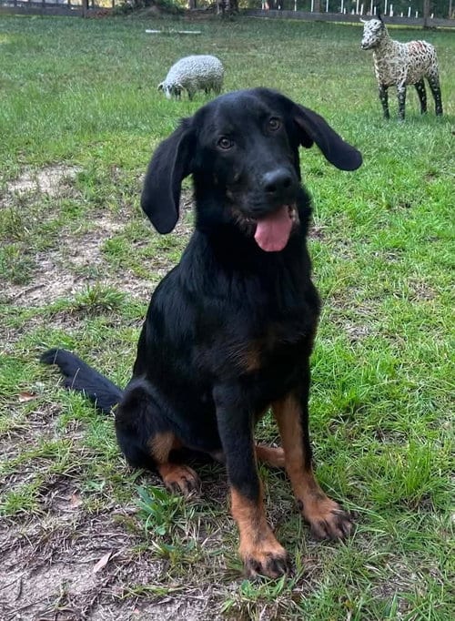 Photo of Scooter, adoptable Bloodhound in Wetumpka, Alabama