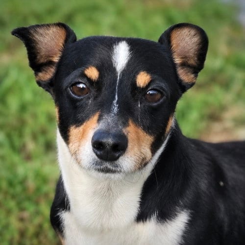 Photo of Nathan (VA), adoptable Rat Terrier in Atlanta, Georgia