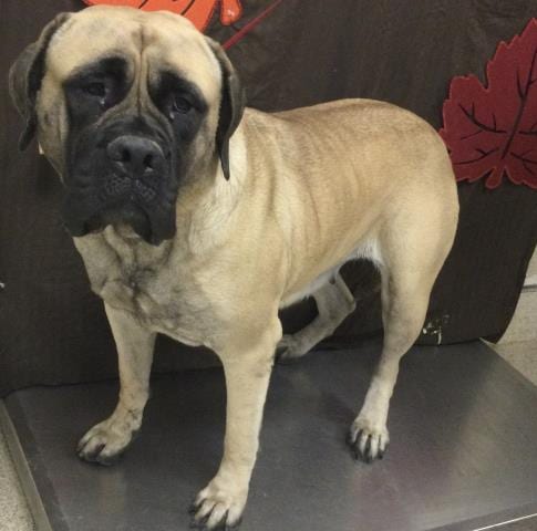 Photo of Bettyboo, adoptable Mastiff in Riverside, California