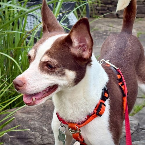 Photo of Posey (VA), adoptable Rat Terrier in Atlanta, Georgia