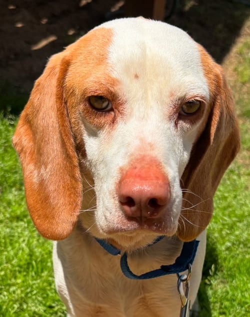 Photo of Bumper, adoptable Beagle in Alpharetta, Georgia