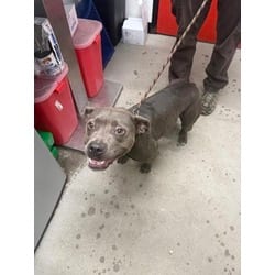 Photo of Kelly, adoptable Mixed Breed (Medium) in Georgetown, Delaware