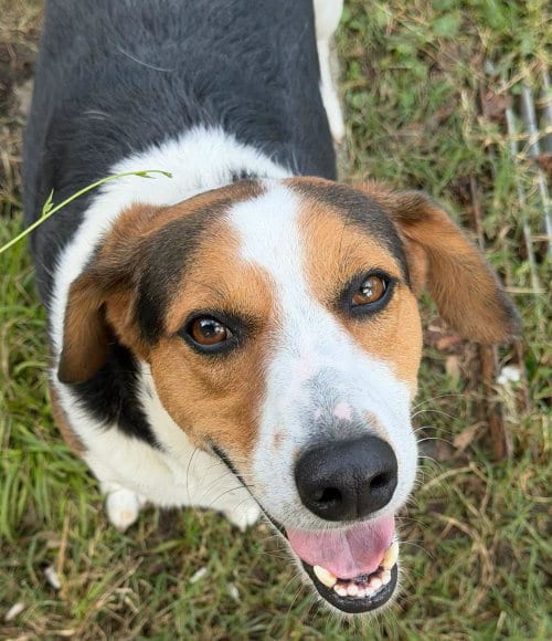 Photo of Jerry, adoptable Hound in North Myrtle Beach, South Carolina
