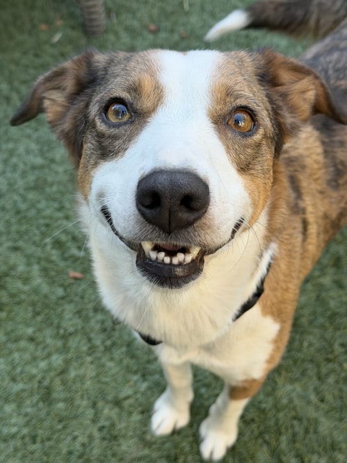 Photo of Lady, adoptable Border Collie in Sunnyvale, California