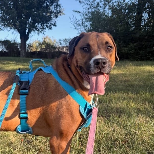 Photo of Charlie, adoptable Boxer / Shepherd in Staunton, Virginia
