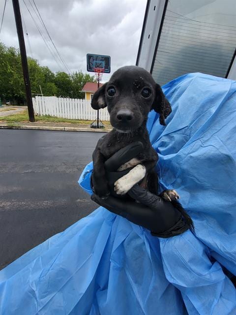 Photo of Crystal, adoptable Terrier in San Antonio, Texas