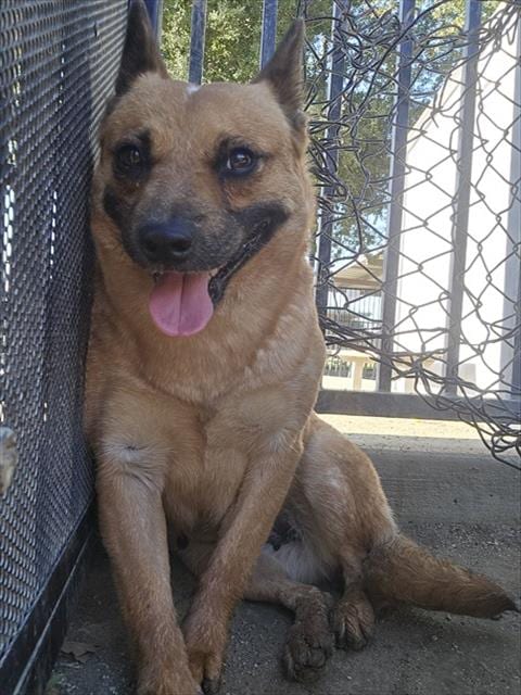 Photo of Rosey, adoptable Australian Cattle Dog/Blue Heeler in Riverside, California