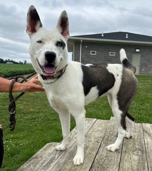 Photo of Bellamy, adoptable Husky in Evansville, Indiana