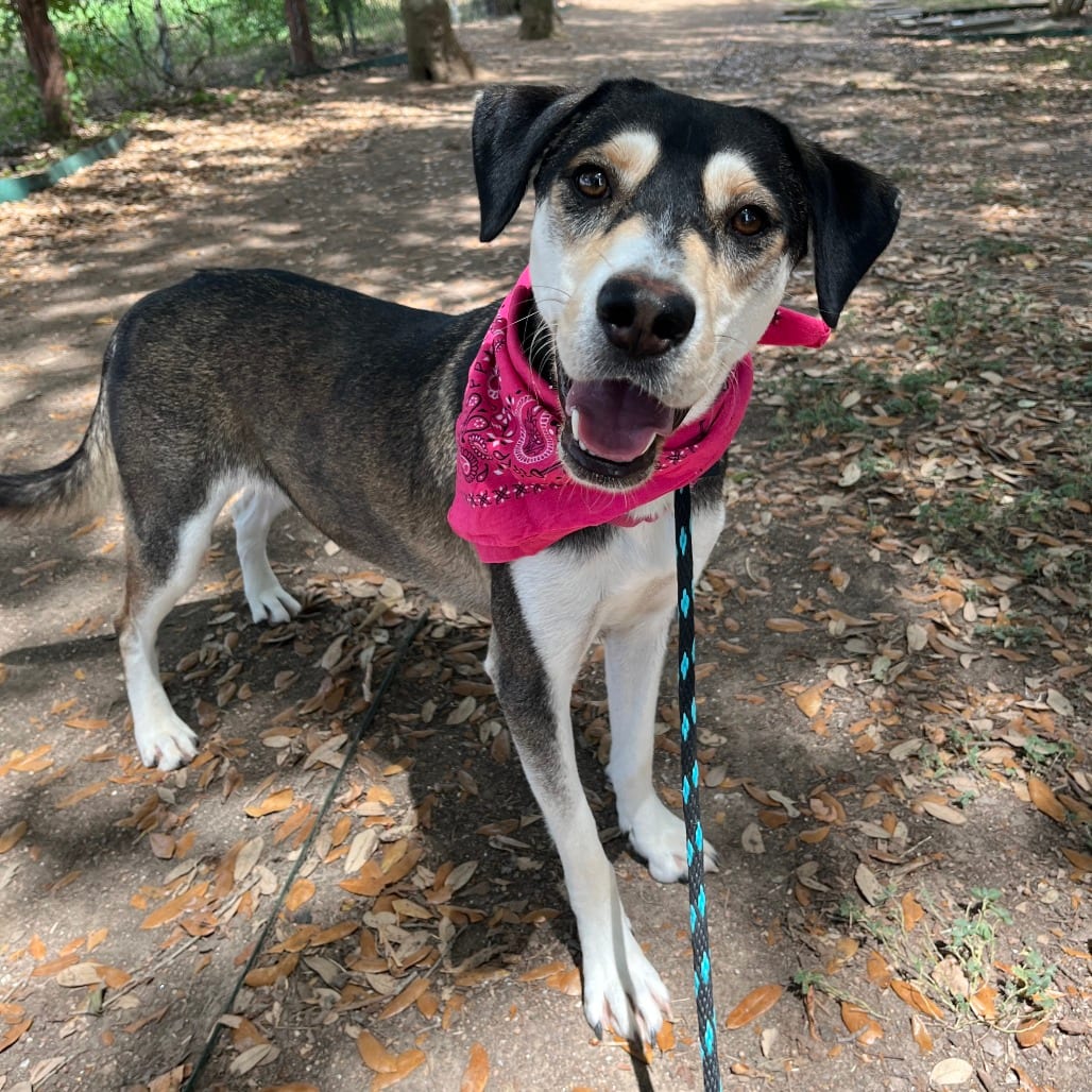 Photo of Solana, adoptable Shepherd / Mixed Breed (Medium) in Houston, Texas