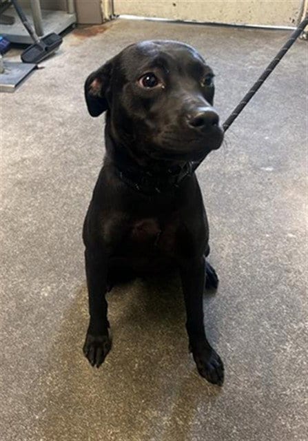 Photo of Char, adoptable Terrier in Sacramento, California