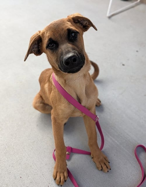 Photo of Ashe, adoptable Belgian Shepherd Dog Sheepdog in Salinas, California