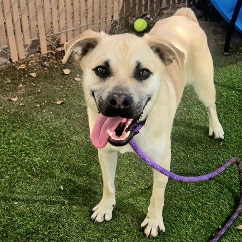 Photo of Parmesan, adoptable Australian Cattle Dog/Blue Heeler in Phoenix, Arizona