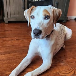 Photo of Bella, adoptable Mixed Breed (Medium) in New York City, New York