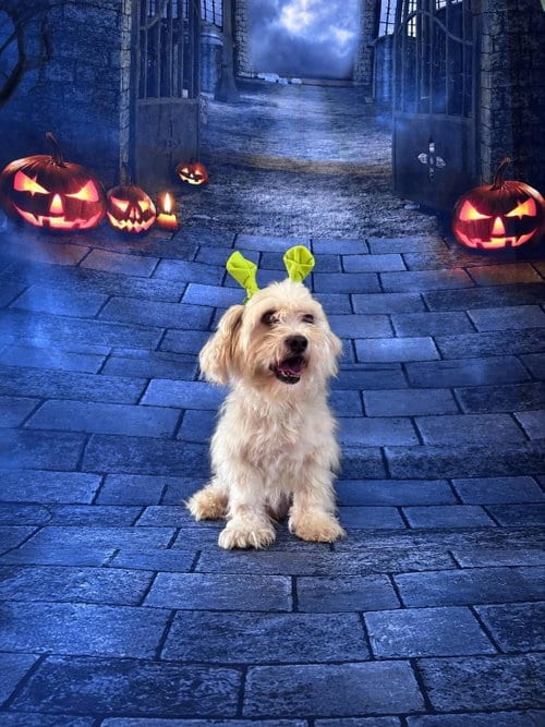 Photo of Boden, adoptable Shih Tzu in Valrico, Florida