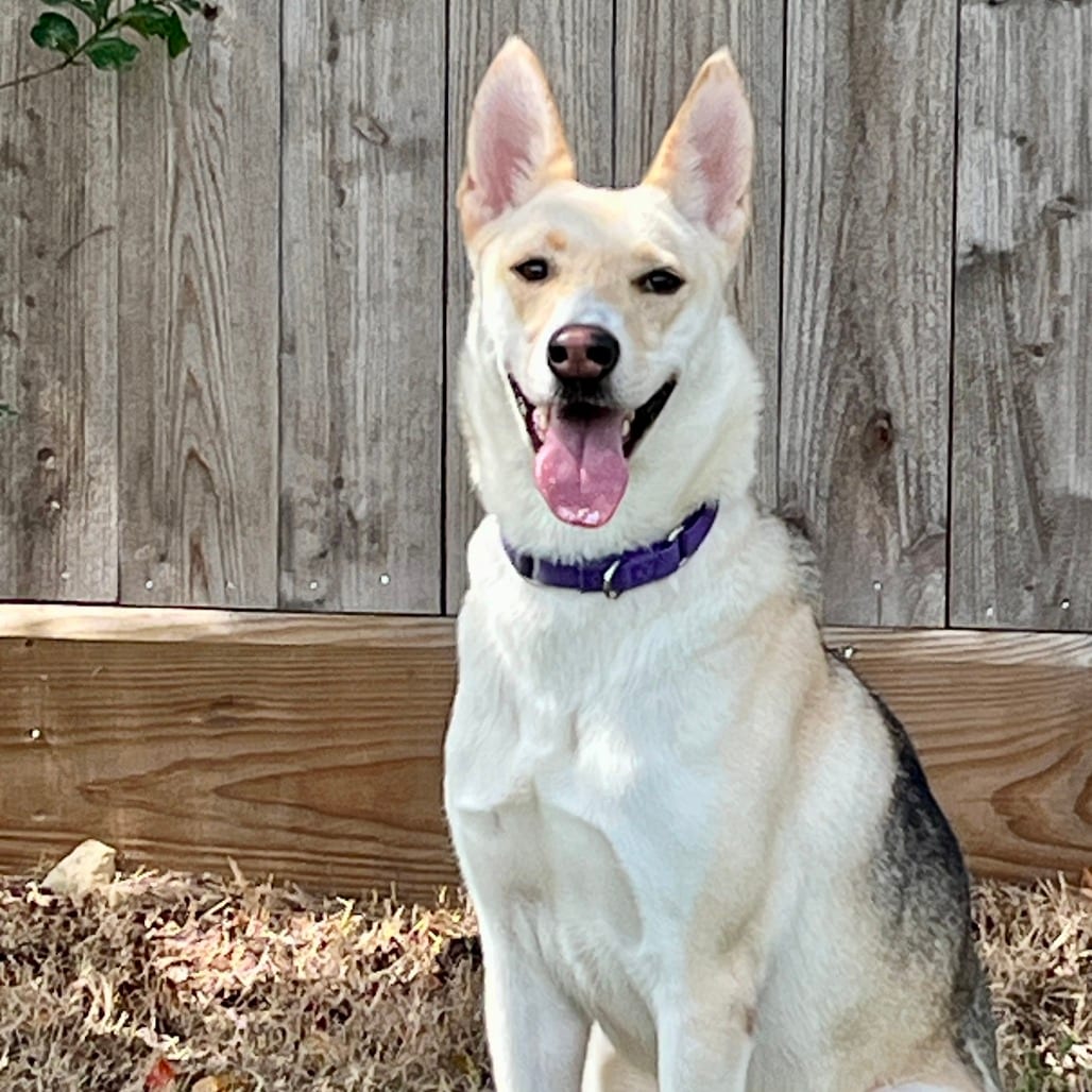 Photo of Crackers, adoptable Shepherd in Houston, Texas
