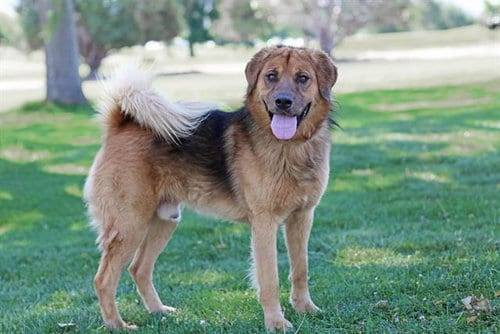 Photo of Anikin, adoptable Chow Chow in Albuquerque, New Mexico